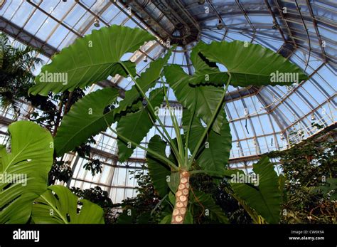 Berlin, Large tropical greenhouse at the Botanical Garden Stock Photo - Alamy