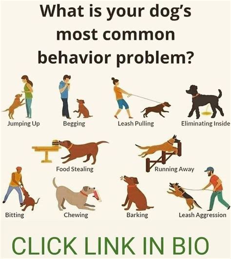 MOST Common Behavior problems of DOGS | Dog behavior problems, Dog behavior, Dog training