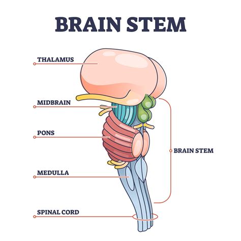 Central Nervous System (CNS): Structure & Main Functions