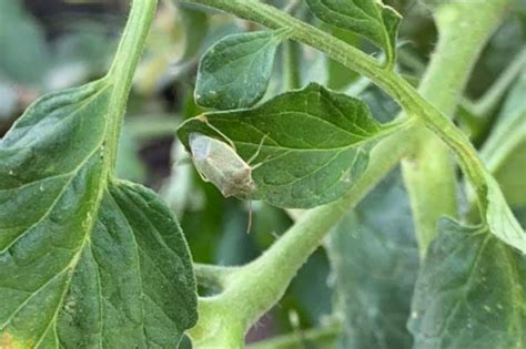 Stink Bugs on Tomatoes, Corn Smut, and Corn Sap Beetles – IPM Pest Advisories