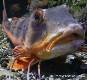 Gurnard Species | British Sea Fishing