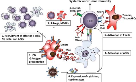 Using OVs to restore systemic antitumor immunity. The immune response ...