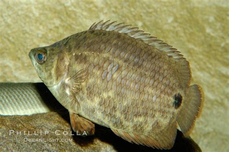 African climbing perch, Ctenopoma acutirostre, #09341