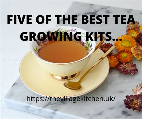 FIVE OF THE BEST TEA GROWING KITS… – THE VILLAGE KITCHEN