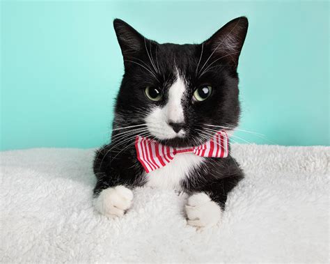 Cute Young Black and White Cat Wearing Red and White Striped Bow Tie ...