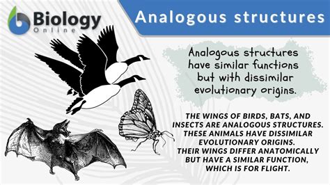 Analogous structures - Definition and Examples | Biology Online