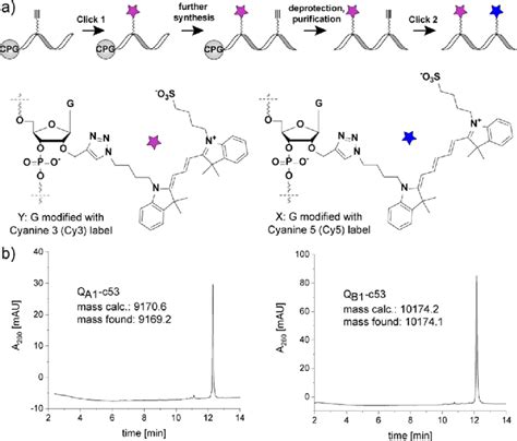 Preparation of Cy3-and Cy5-bis-labeled oligoribonucleotides. (a ...