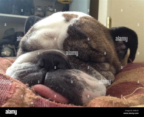 Close up view of an English bulldog sleeping Stock Photo - Alamy