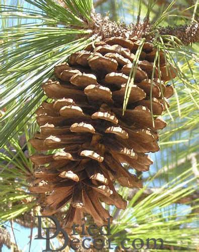 LongLeaf Pine Cones - Natural Long Leaf pinecones