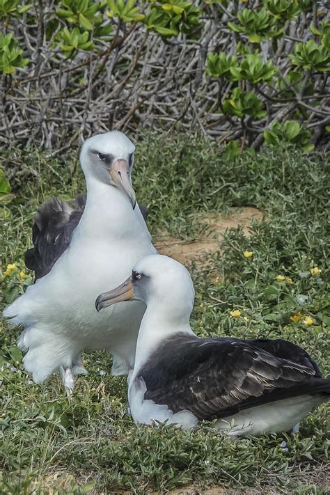 Laysan Albatross Hawaii Photograph by NaturesPix