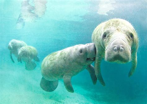 My Favorite Animal Postcards: Manatee and Her Calf