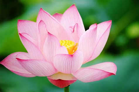 🔥 Download Lotus Flower HD Wallpaper High Definition iPhone by ...