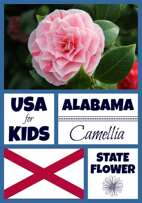 Alabama State Flower - Camellia by USA Facts for Kids