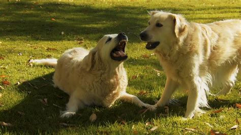 Young Golden Retriever pups playing on the grass 1627436 Stock Video at ...