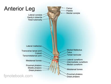 Lower Leg Skeleton Diagram ~ Muscles Medicinenet Anatomical Sinus ...