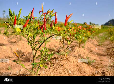 Red Chilli plants in a field Stock Photo - Alamy