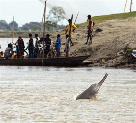 The Conservation Saga of the Ganges River Dolphin