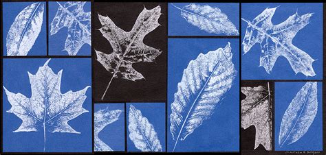 Leaf Texture Collage - Dayton Art Institute