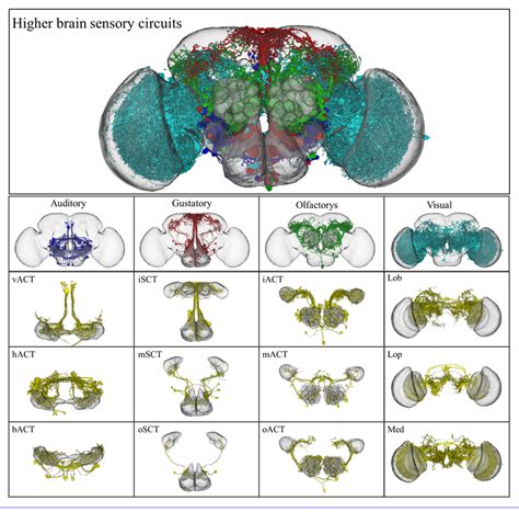 Neuroinformatics 2012: A spatial coding scheme to define the neuron ...