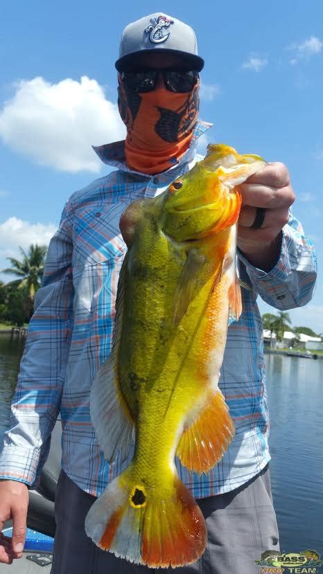 #1 Best Peacock Bass Package Fishing Trips In Florida