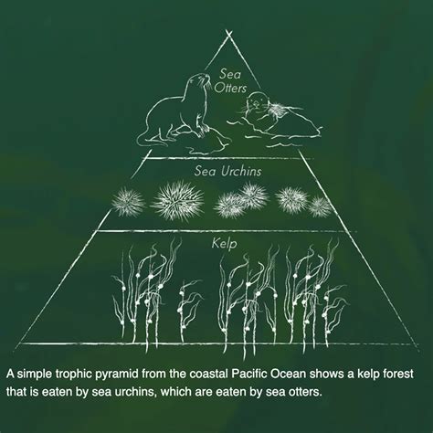 Exploring Trophic Cascades | Forest ecosystem, Trophic level, Resource ...