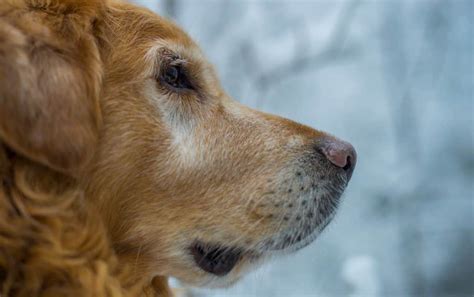 7 Crazy Facts About Golden Retriever Lifespans (And 7 Tips To Increase ...