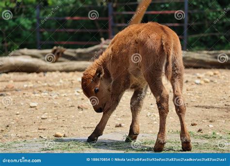 Baby of American Bison in Zoo Stock Photo - Image of beautiful, little ...