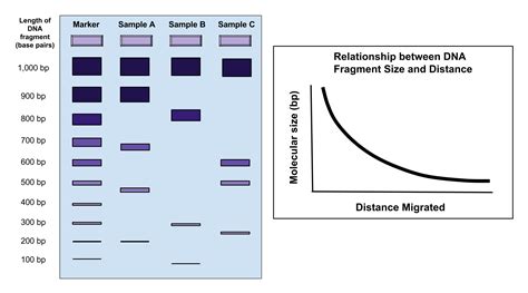 Free photo: Gel electrophoresis - Acids, Genetic, Sequencing - Free Download - Jooinn