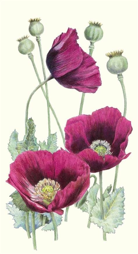 Poppies, poppies, poppies! | Botanical drawings, Watercolor flowers, Flower painting