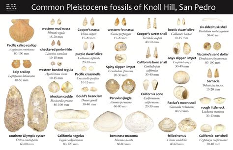 Shell Fossils Identification