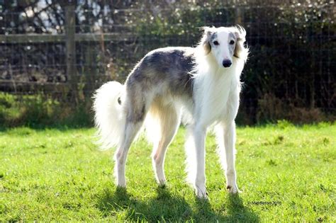 Silken Windhound - Temperament, Lifespan, Shedding, Puppy