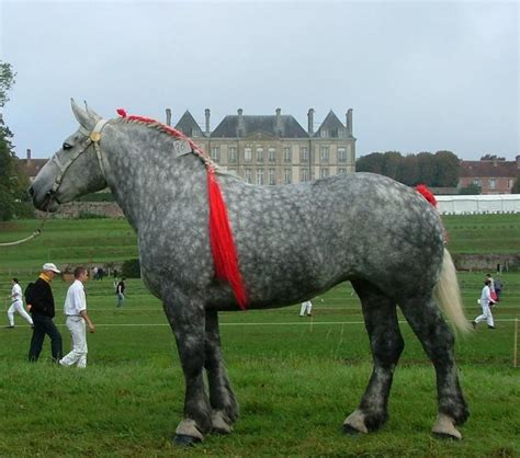 Le Percheron Big Horses, All About Horses, Work Horses, Horses And Dogs ...