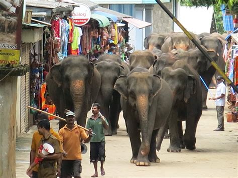 Watching an Elephant Parade in Pinnewala, Sri Lanka