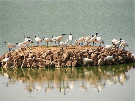 Porbandar Bird Sanctuary, Porbandar - Timings, Safari Cost, Best Time to Visit