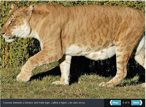 Partly Cloudy: Oh my gosh Ligers!