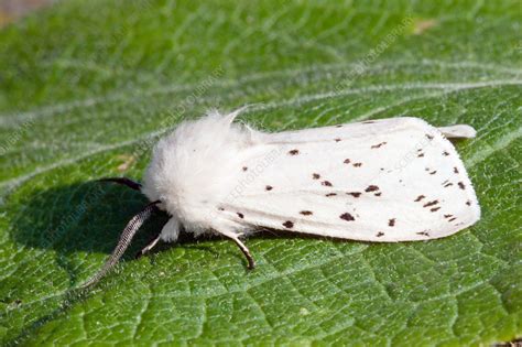 White ermine moth - Stock Image - Z355/1864 - Science Photo Library