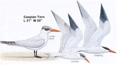 Oregon Birds -- Caspian Tern