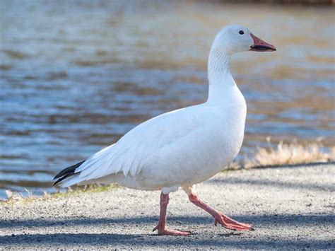 Snow Goose - Profile | Facts | Color | Migration | Traits - Bird Baron