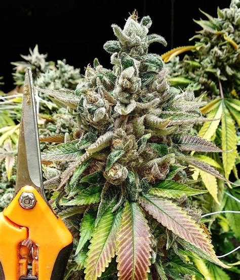 Medical Seeds | Mendocino Purple Kush Seeds | Green Parrot