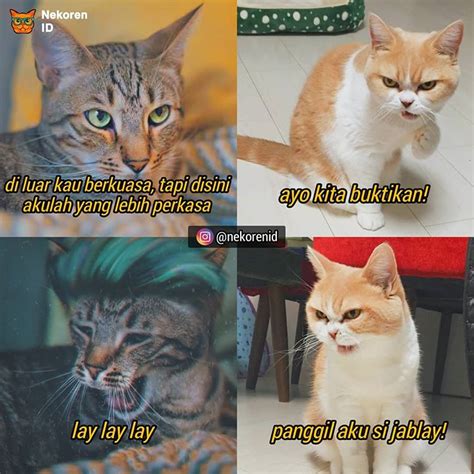 Gambar Meme Kucing Lucu Terbaru ~ gambar custom hd