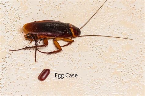 How Many Roaches are in One Egg? | APB