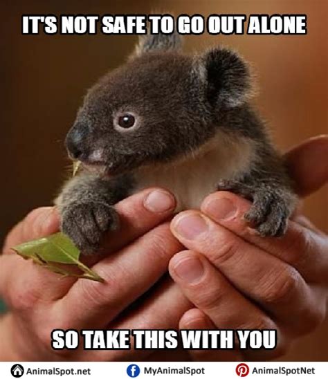 Koala Bear Meme High