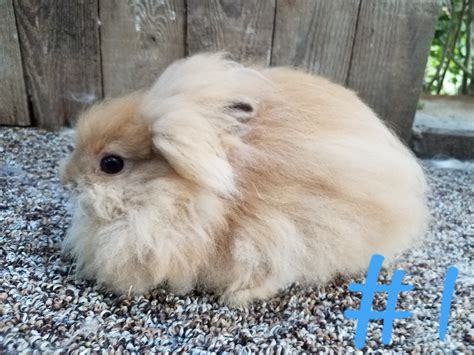 Lionhead rabbit Rabbits For Sale | Roseville, OH #306376