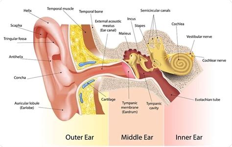 Ear Cancer Symptoms And Treatment