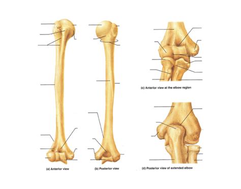 Humerus Bone Markings Diagram | Quizlet