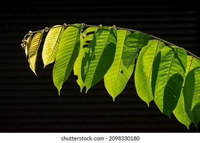 347 Meranti tree Images, Stock Photos & Vectors | Shutterstock