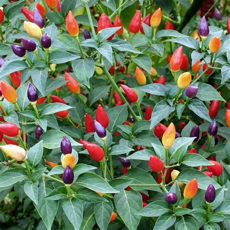 Ornamental Pepper Seeds - Mix | Flower Seeds in Packets & Bulk | Eden ...