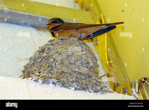 Barn Swallow at nest Stock Photo - Alamy