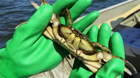 Invasive green crab targeted by new ecotourism campaign - Canada - CBC News