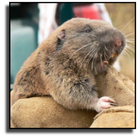 Gopher Control Trapping & Removal Services in Florida